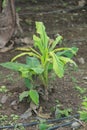 Close up of young banana tree texture Royalty Free Stock Photo