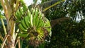 Close up of young bananas on the tree