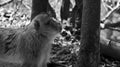 Close up of a young barbary ape looking up in black and white