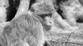 Close up of young barbary ape with small leaf in hand in black and white