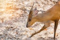 Close up young barking deer Muntiacus muntjak