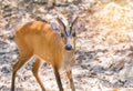 Close up young barking deer Muntiacus muntjak