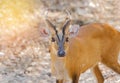 Close up young barking deer Muntiacus muntjak