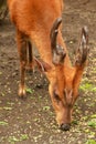 close up young barking deer Muntiacus muntjak wildlife in the natural