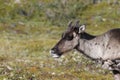 Close-up of a young barren-ground caribou with the green tundra in the background in August