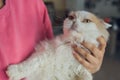 Close-up of a young beard man who is standing on a balcony with his cat. Portrait of curious Devon Rex cat with blue