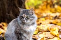 Close-up of a young beautiful cat on a blurred background of fallen autumn leaves Royalty Free Stock Photo