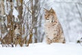 Beautiful cute lynx cub in the cold winter forest Royalty Free Stock Photo