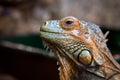 Young beautiful iguana Royalty Free Stock Photo