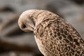 close-up of young beautiful spotted gull that cleans feathers
