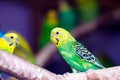 Yellow-green small parrot Royalty Free Stock Photo
