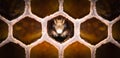 Close up of young bee in a honeycomb Royalty Free Stock Photo
