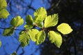 Close up young beech leaves in spring