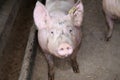 Close up photo of mighty sow pig Royalty Free Stock Photo