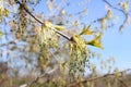 Close up a young birch branch. Young leaves and buds grow on it Royalty Free Stock Photo