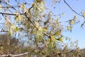 Close up a young birch branch. Young leaves and buds grow on it Royalty Free Stock Photo