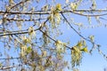 Close up a young birch branch. Young leaves and buds grow on it Royalty Free Stock Photo