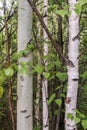 Close-up young birch with leaves in spring. Royalty Free Stock Photo