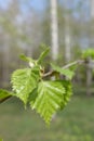 Close up of young birch leaves in spring Royalty Free Stock Photo