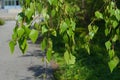 Close up on young birch tree leaves in spring Royalty Free Stock Photo