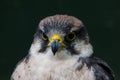 Hawk eagle bird portrait, facing the spectator