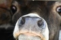 Young black bull calf sticking nose out of pen at stockyards Royalty Free Stock Photo