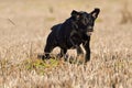 Black Labrador running across a field