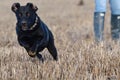 Black Labrador running across a field