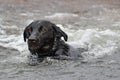 Black Labrador swimming