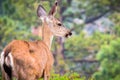 Close up of young black-tailed deer Royalty Free Stock Photo