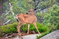 Close up of young black-tailed deer, Yosemite National Park, California Royalty Free Stock Photo