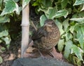 Close-up of a young blackbird Turdus merula Royalty Free Stock Photo