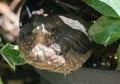 Close-up of a young blackbird Turdus merula Royalty Free Stock Photo