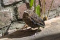 Close-up of a young blackbird Turdus merula Royalty Free Stock Photo