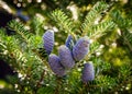 Close-up of young blue cones on the branches of fir Abies koreana or Korean Fir on green garden bokeh background. Selective focus