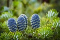 Close-up of young blue cones on the branches of fir Abies koreana or Korean Fir in spring on on green garden bokeh background.