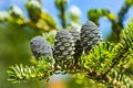 Close-up of young blue cones on the branches of fir Abies koreana or Korean Fir in spring on on green garden bokeh background. Royalty Free Stock Photo