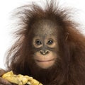 Close-up of a Young Bornean orangutan eating a banana Royalty Free Stock Photo