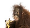 Close-up of a young Bornean orangutan eating a banana Royalty Free Stock Photo