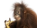 Close-up of a young Bornean orangutan eating a banana Royalty Free Stock Photo