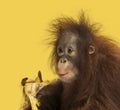 Close-up of a young Bornean orangutan eating a banana, Pongo pygmaeus Royalty Free Stock Photo