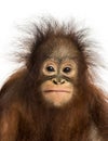 Close-up of a young Bornean orangutan facing