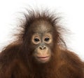 Close-up of young Bornean orangutan facing Royalty Free Stock Photo