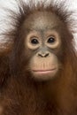 Close-up of young Bornean orangutan facing, Pongo pygmaeus Royalty Free Stock Photo