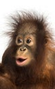 Close-up of a young Bornean orangutan looking amazed