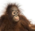 Close-up of young Bornean orangutan, looking away Royalty Free Stock Photo