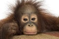 Close-up of a young Bornean orangutan looking tired Royalty Free Stock Photo