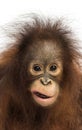 Close-up of a young Bornean orangutan making a face Royalty Free Stock Photo