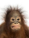 Close-up of a young Bornean orangutan making a face