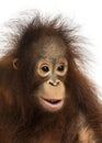 Close-up of a young Bornean orangutan, Pongo pygmaeus